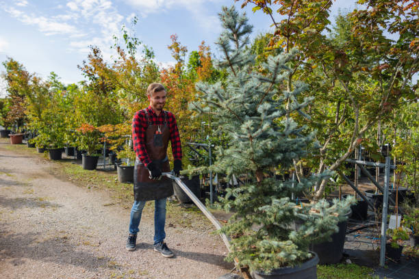 Tree Service